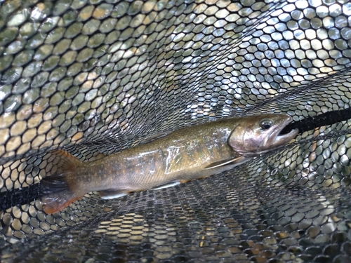 ニッコウイワナの釣果