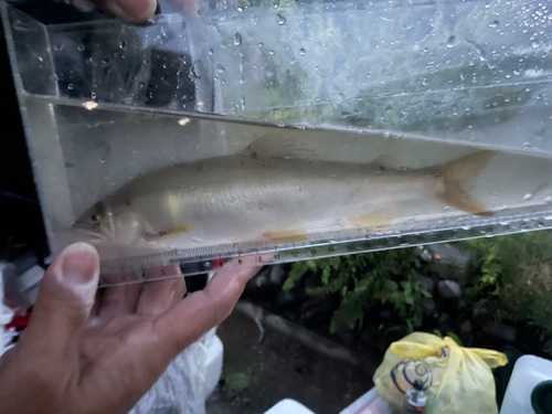 アユの釣果