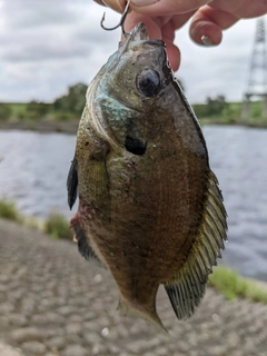 ブルーギルの釣果