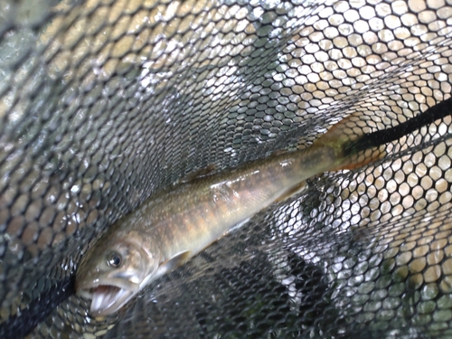 ニッコウイワナの釣果