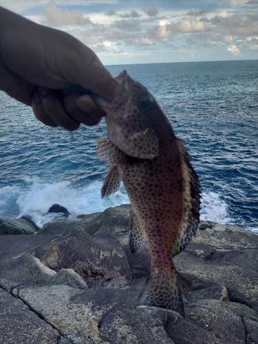 オオモンハタの釣果