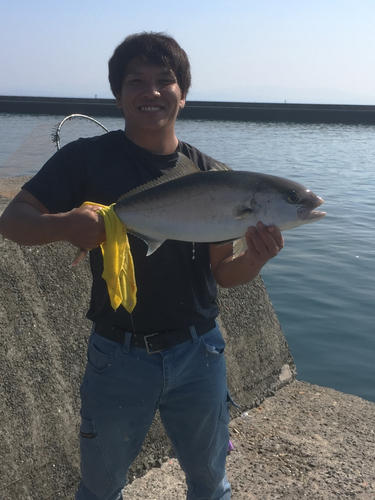 ヒレナガカンパチの釣果