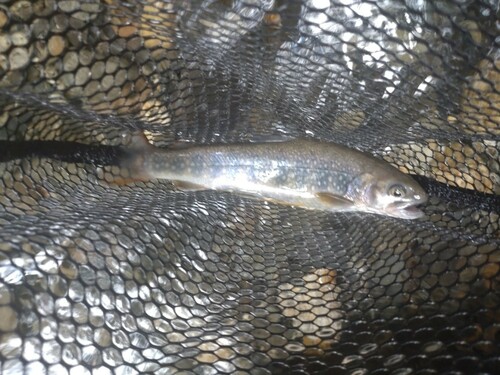 ニッコウイワナの釣果