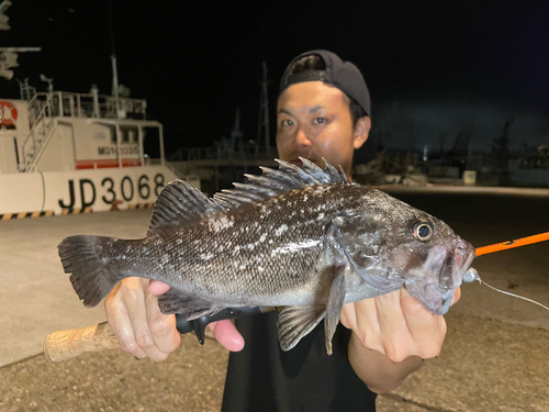 クロソイの釣果