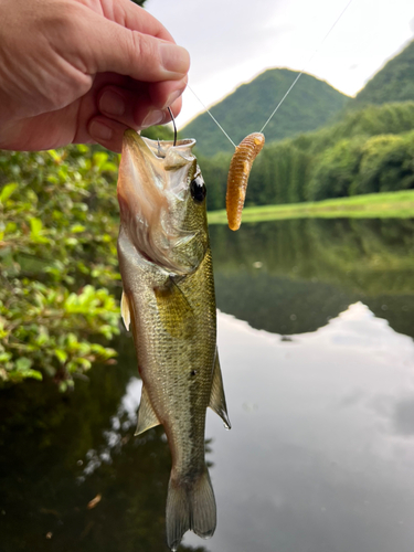 ラージマウスバスの釣果