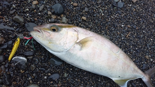 ショゴの釣果