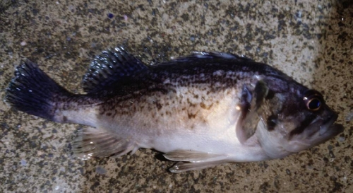 クロソイの釣果