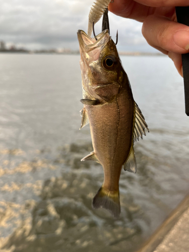 セイゴ（タイリクスズキ）の釣果