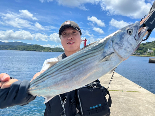 ハガツオの釣果