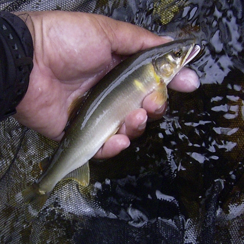 アユの釣果