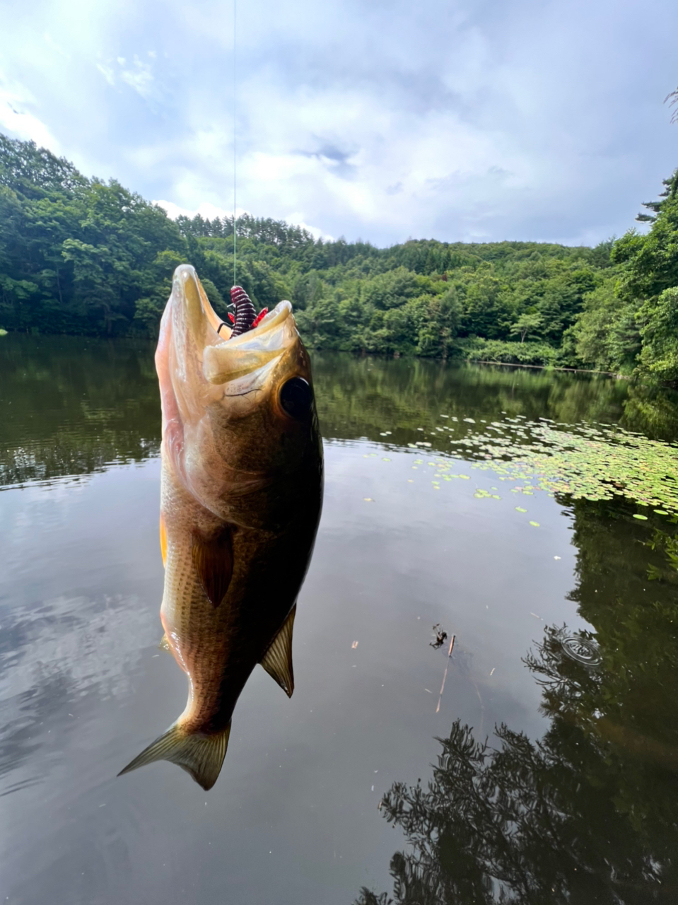 ラージマウスバス