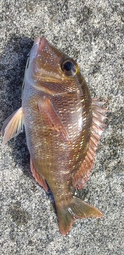 クチナジの釣果