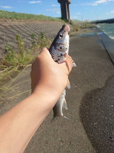 ニゴイの釣果