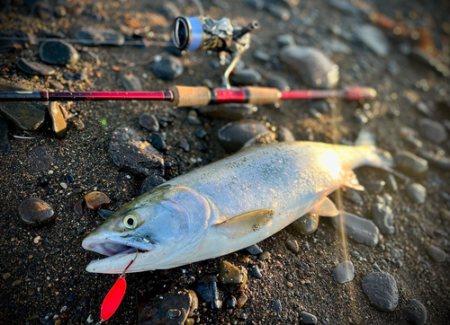 カラフトマスの釣果