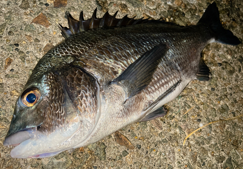 クロダイの釣果