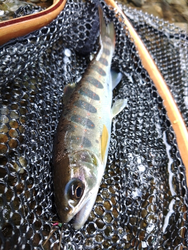 アマゴの釣果