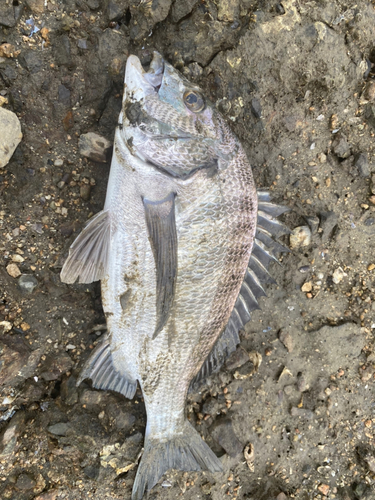 チヌの釣果