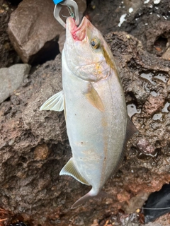 ショゴの釣果