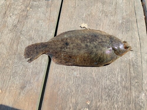 カレイの釣果