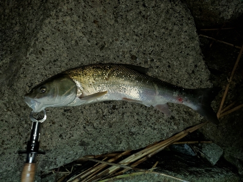 ニゴイの釣果