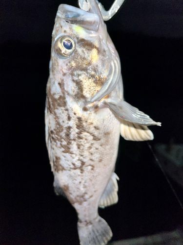 クロソイの釣果