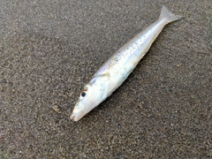 キスの釣果