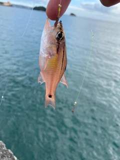 キンギョの釣果