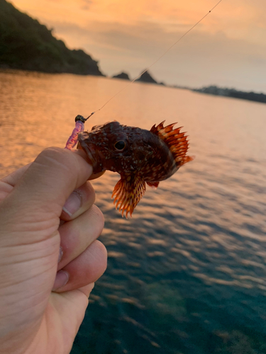 ガシラの釣果