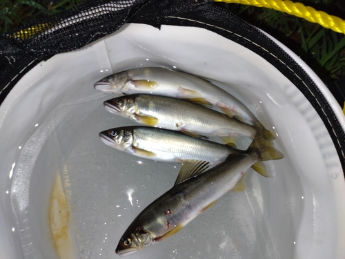 アユの釣果