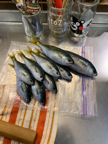 タカベの釣果