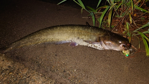 ナマズの釣果