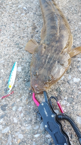 マゴチの釣果