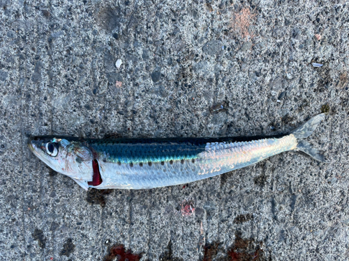 小樽港で釣れたイワシの釣り・釣果情報 - アングラーズ | 釣果500万件の魚釣り情報サイト