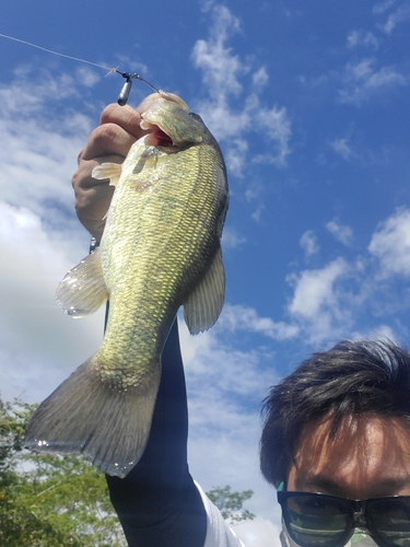 ブラックバスの釣果