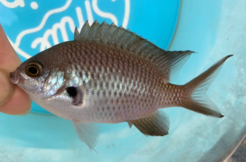 スズメダイの釣果