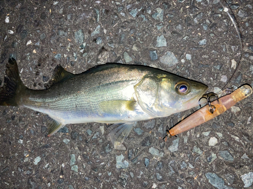 セイゴ（マルスズキ）の釣果