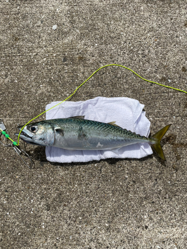 サバの釣果