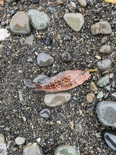 オオモンハタの釣果