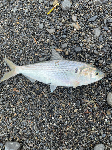 コノシロの釣果