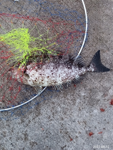 アイゴの釣果