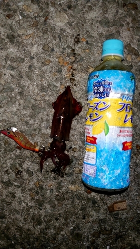 ケンサキイカの釣果