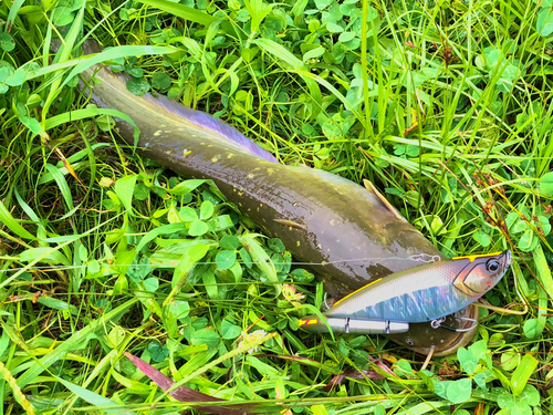 ナマズの釣果