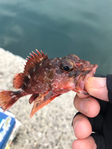 カサゴの釣果