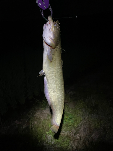 ナマズの釣果