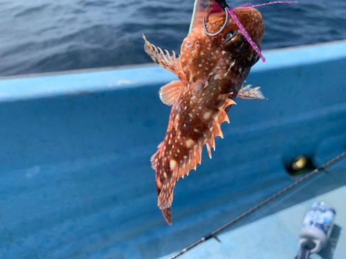 アラカブの釣果