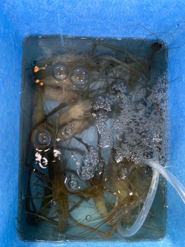 テナガエビの釣果