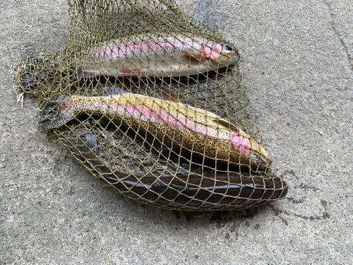 ニジマスの釣果