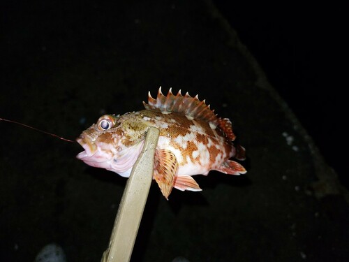 カサゴの釣果