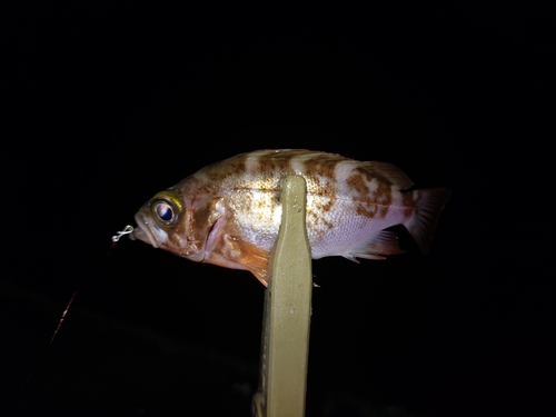 メバルの釣果