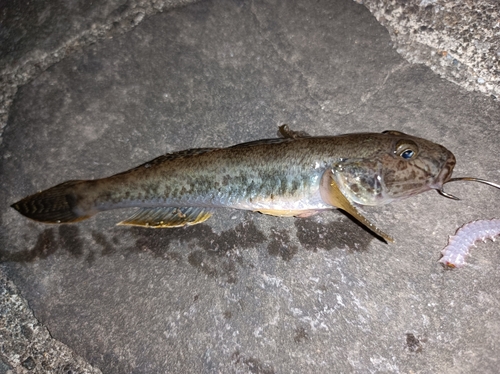 マハゼの釣果